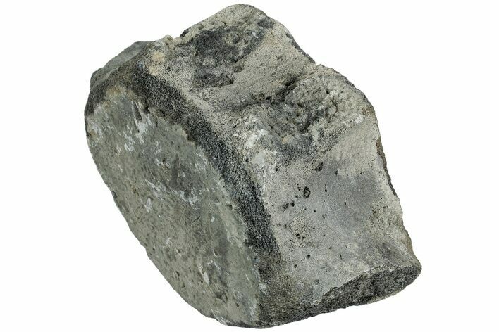 Fossil Whale Lumbar Vertebra - Yorktown Formation #224122